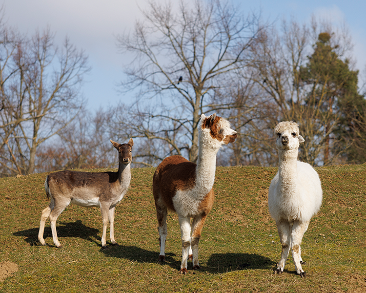 Imagebild Region: Lamas im Tier- und Vogelpark Forst