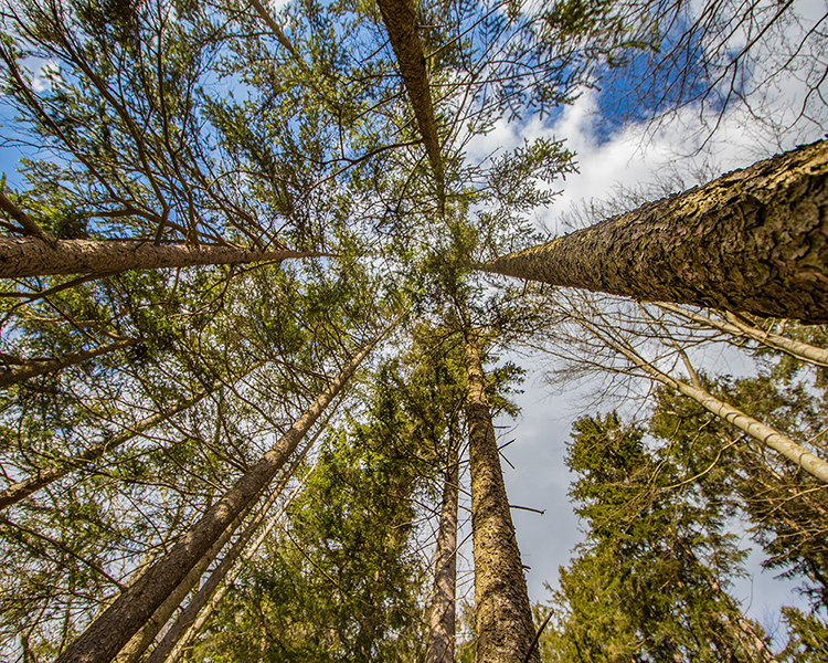 Imagebild Region: Blick in den Himmel in einem Wald